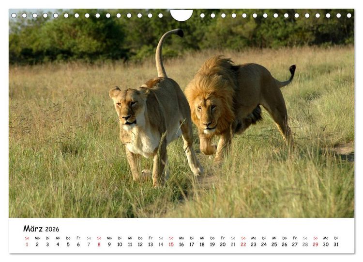 Produktbild: L&ouml;wen Impressionen (Wandkalender 2026 DIN A4 quer), CALVENDO Monatskalender