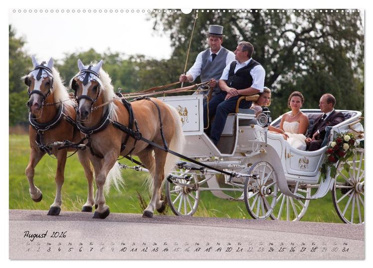 Produktbild: Haflinger-Pferde in Reinzucht (Wandkalender 2026 DIN A2 quer), CALVENDO Monatskalender