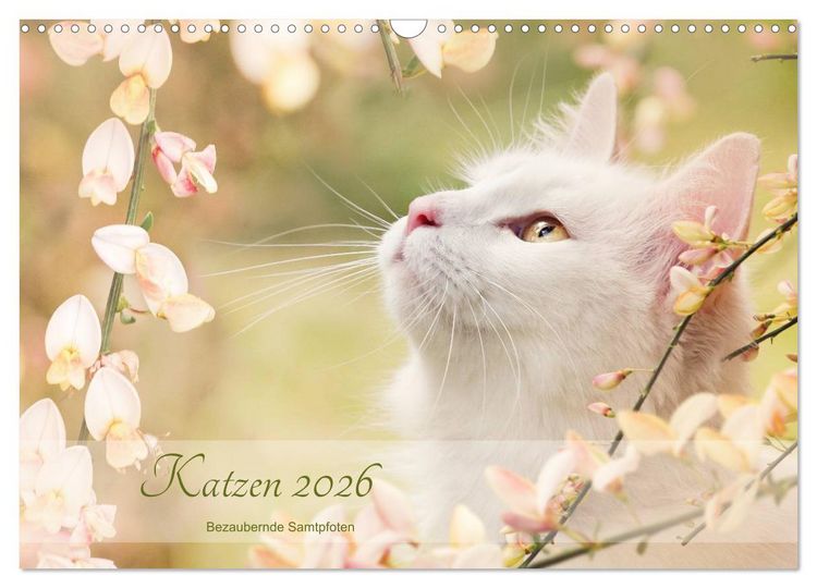 Produktbild: Katzen 2026 Bezaubernde Samtpfoten (Wandkalender 2026 DIN A3 quer), CALVENDO Monatskalender