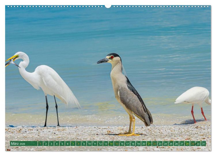 Produktbild: Gr&uuml;nreiher - Krabbenreiher - Nachtreiher (Wandkalender 2026 DIN A2 quer), CALVENDO Monatskalender