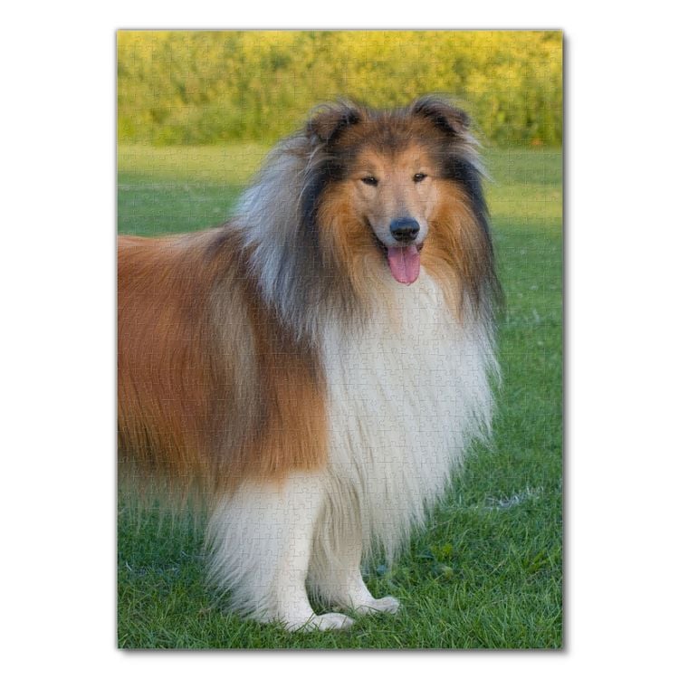 Produktbild: Lais Puzzle Collie 1000 Teile