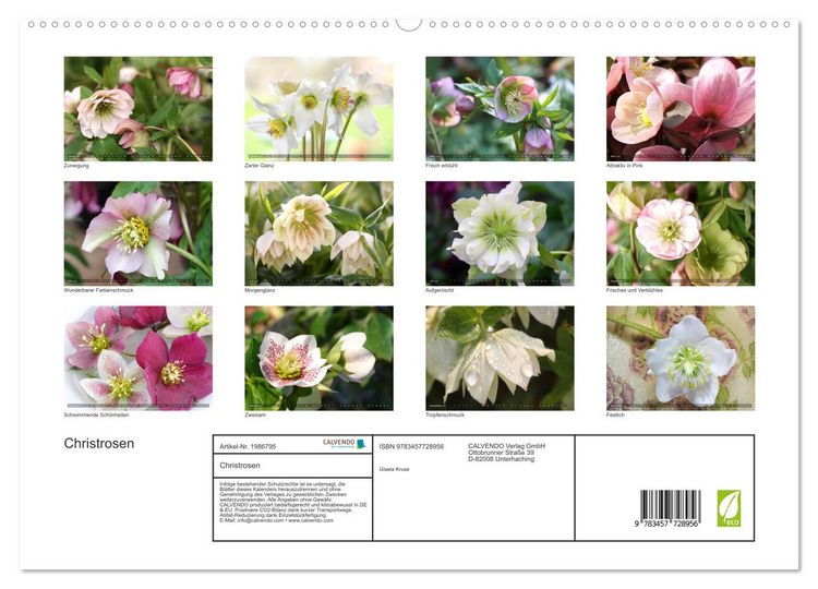 Produktbild: Christrosen (hochwertiger Premium Wandkalender 2026 DIN A2 quer), Kunstdruck in Hochglanz