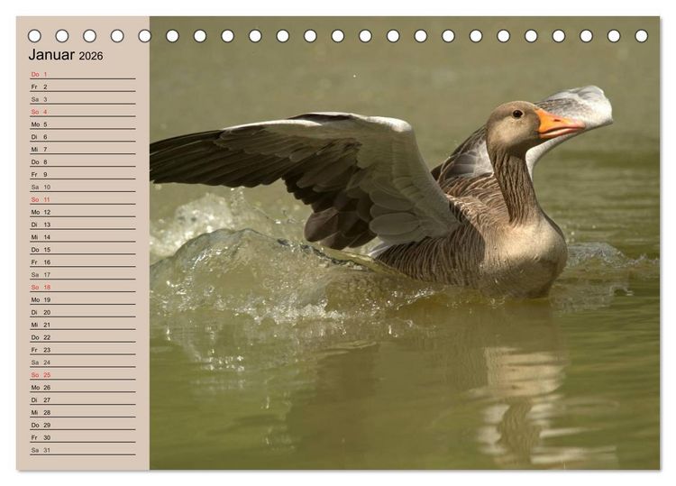Produktbild: G&auml;nse und Enten. Schnattern, watscheln, quaken! (Tischkalender 2026 DIN A5 quer), CALVENDO Monatskalender