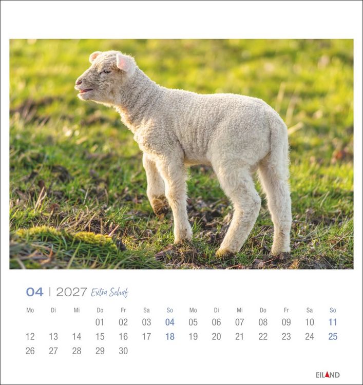 Produktbild: Extra Schaf Postkartenkalender 2027