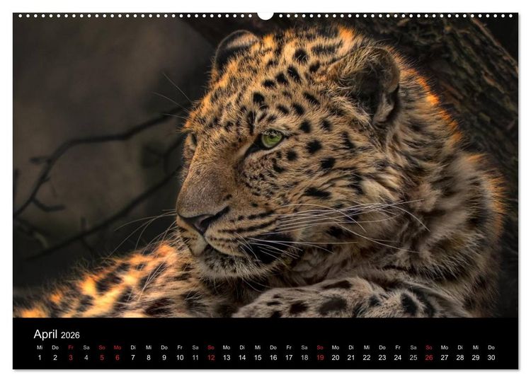 Produktbild: Tierisches (Wandkalender 2026 DIN A2 quer), CALVENDO Monatskalender