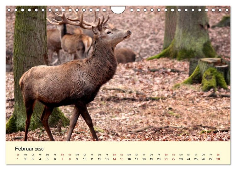 Produktbild: Der Rothirsch - Der K&ouml;nig in unseren W&auml;ldern (Wandkalender 2026 DIN A4 quer), CALVENDO Monatskalender