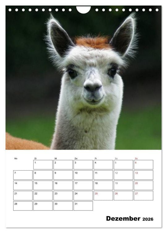 Produktbild: Alpaka und Lama Terminplaner (Wandkalender 2026 DIN A4 hoch), CALVENDO Monatskalender