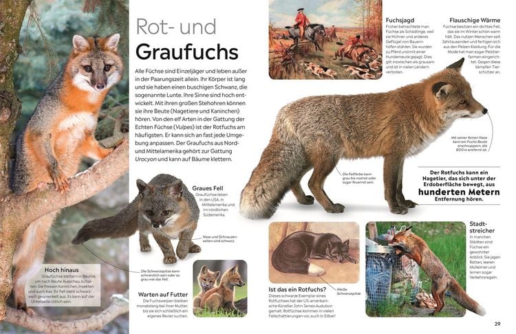 Produktbild: memo Wissen. Hunde