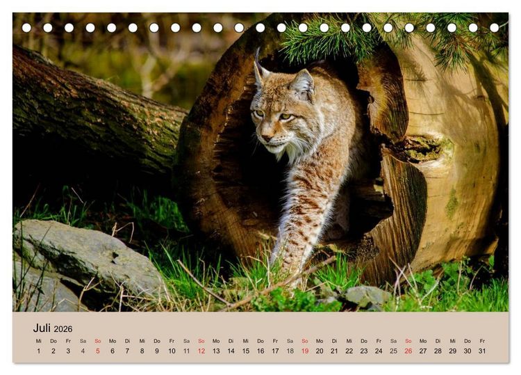 Produktbild: Der Luchs. Pinselohren und Bernsteinaugen (Tischkalender 2026 DIN A5 quer), CALVENDO Monatskalender