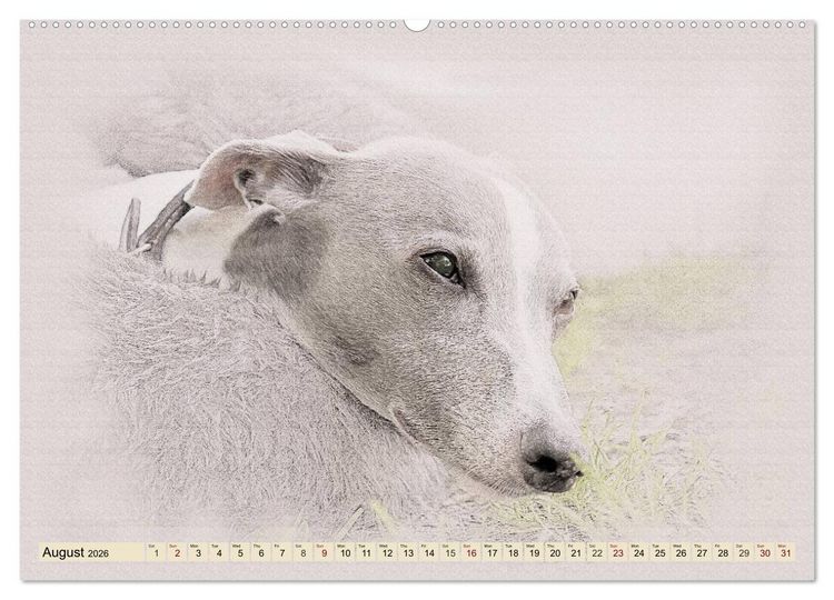 Produktbild: Whippets 2026 (High Quality Premium Wall Calendar 2026 DIN A2 landscape),CALVENDO 12 Month Wall Calendar