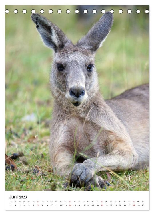 Produktbild: Australien - Hilfe f&uuml;r die einzigartige Tierwelt (Tischkalender 2026 DIN A5 hoch), CALVENDO Monatskalender