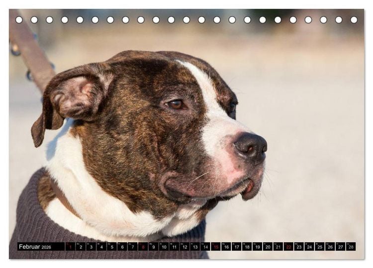 Produktbild: Pit Bull und Co. - Geliebt, gef&uuml;rchtet, missverstanden (Tischkalender 2026 DIN A5 quer), CALVENDO Monatskalender