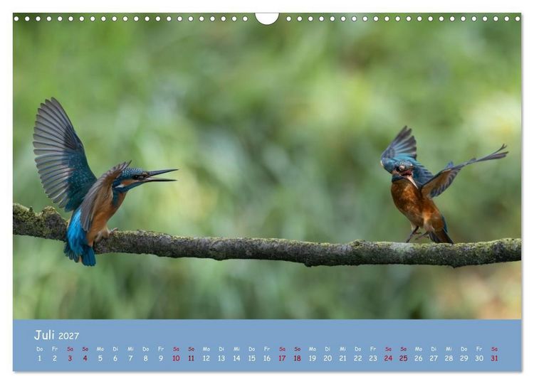 Produktbild: Alcedo atthis. Der Eisvogel (Wandkalender 2027 DIN A3 quer), CALVENDO Monatskalender