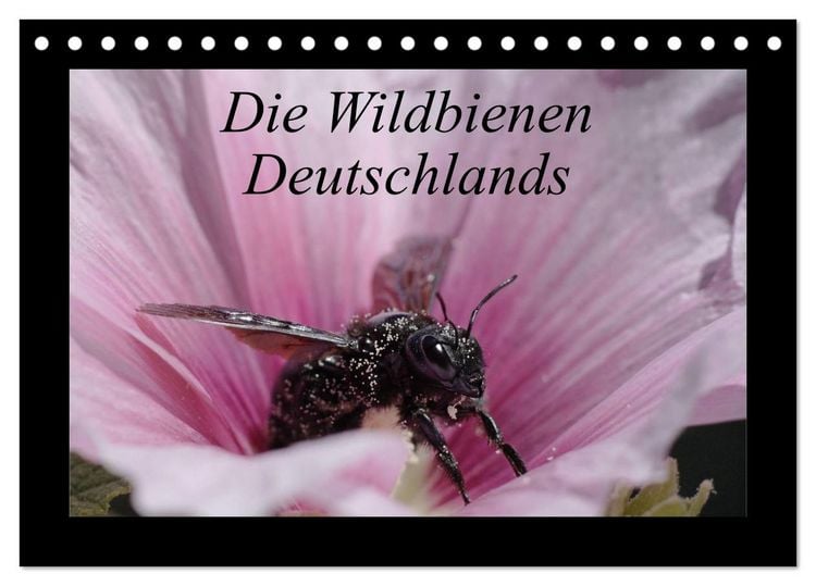 Produktbild: Die Wildbienen Deutschlands (Tischkalender 2026 DIN A5 quer), CALVENDO Monatskalender