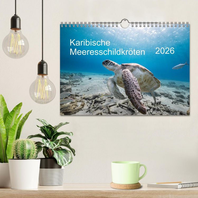 Produktbild: Karibische Meeresschildkr&ouml;ten (Wandkalender 2026 DIN A4 quer), CALVENDO Monatskalender