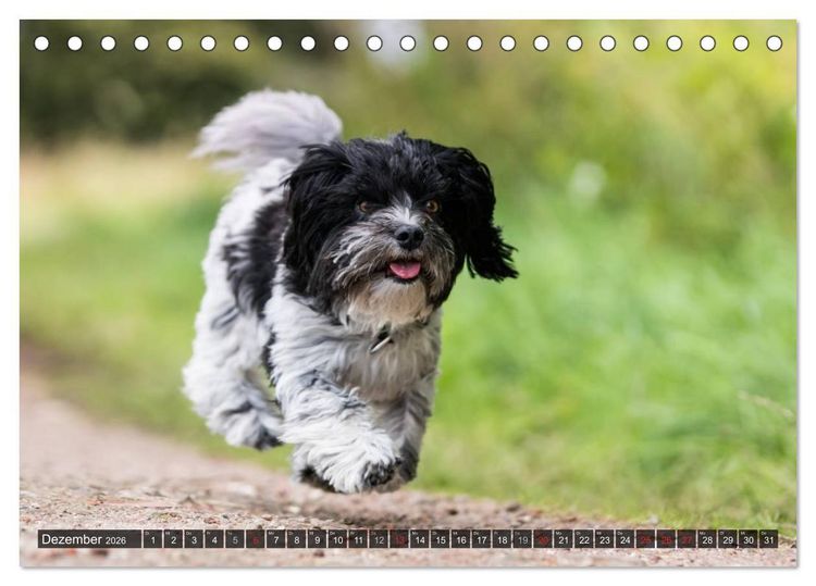 Produktbild: Spa&szlig; mit Havanesern (Tischkalender 2026 DIN A5 quer), CALVENDO Monatskalender