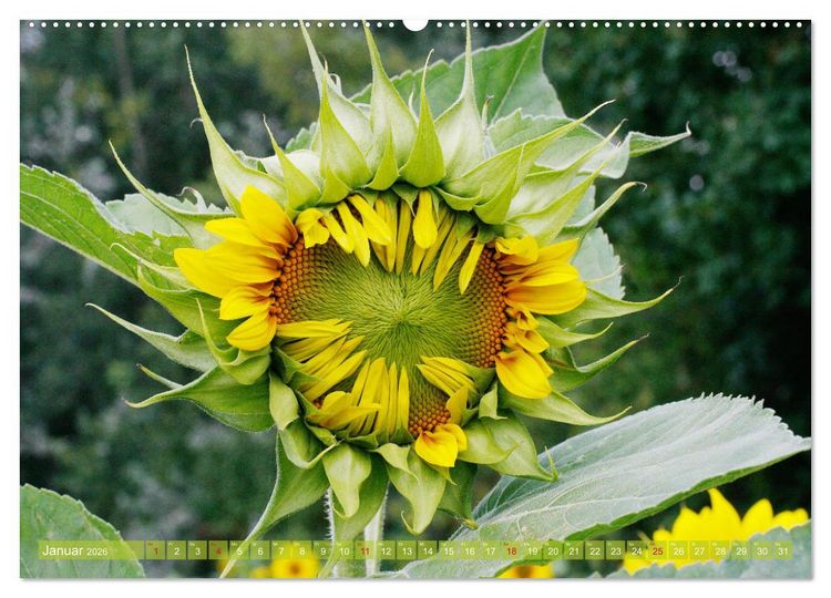 Produktbild: Sonnenblumenwelt (Wandkalender 2026 DIN A2 quer), CALVENDO Monatskalender