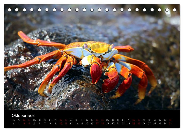 Produktbild: Ama la Vida Ecuador (Tischkalender 2026 DIN A5 quer), CALVENDO Monatskalender