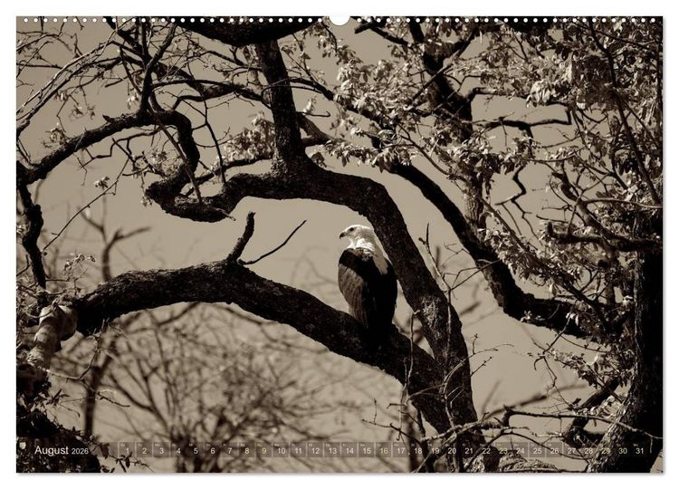 Produktbild: Botswana &ndash; Impressionen aus Afrika (hochwertiger Premium Wandkalender 2026 DIN A2 quer), Kunstdruck in Hochglanz