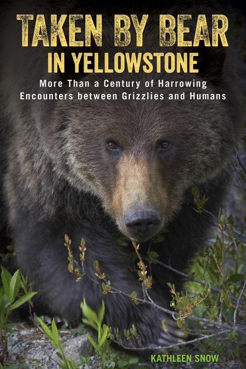 Produktbild: Taken by Bear in Yellowstone