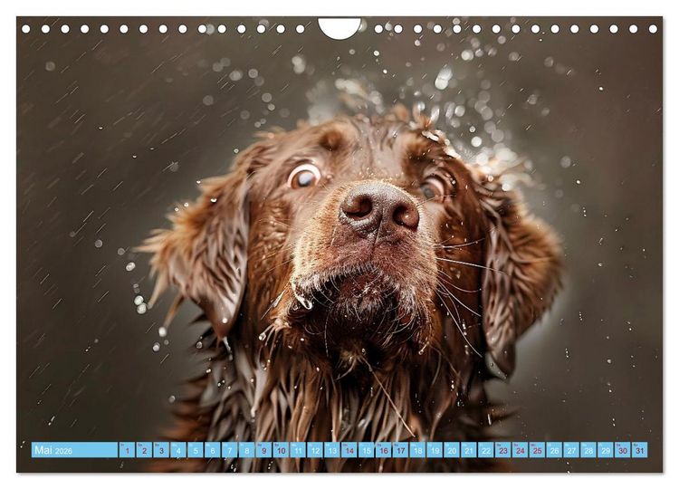 Produktbild: Hunde und Wasser (Wandkalender 2026 DIN A4 quer), CALVENDO Monatskalender
