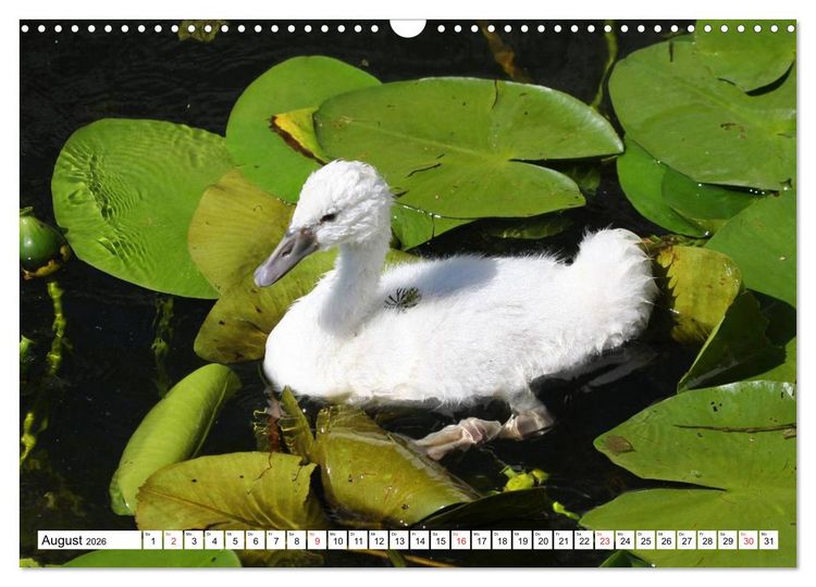 Produktbild: Heimische Tiere (Wandkalender 2026 DIN A3 quer), CALVENDO Monatskalender