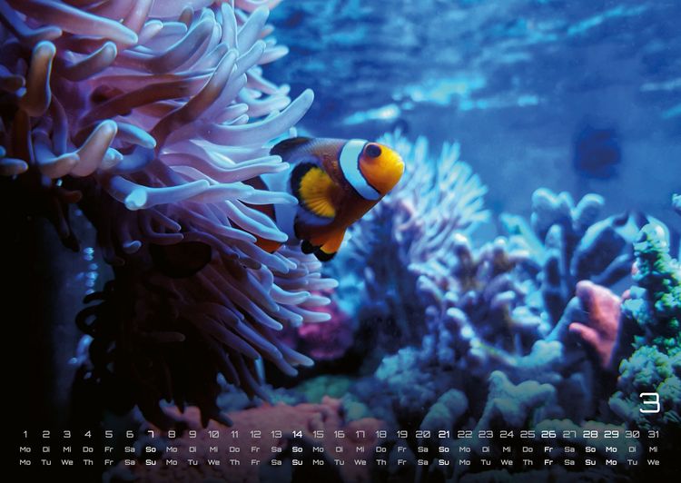 Produktbild: Sealife - verborgene Tiefen - 2027 - Kalender DIN A2