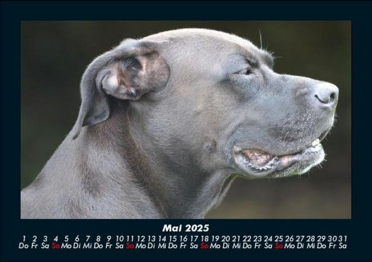 Produktbild: Hunde 2025 Fotokalender DIN A5