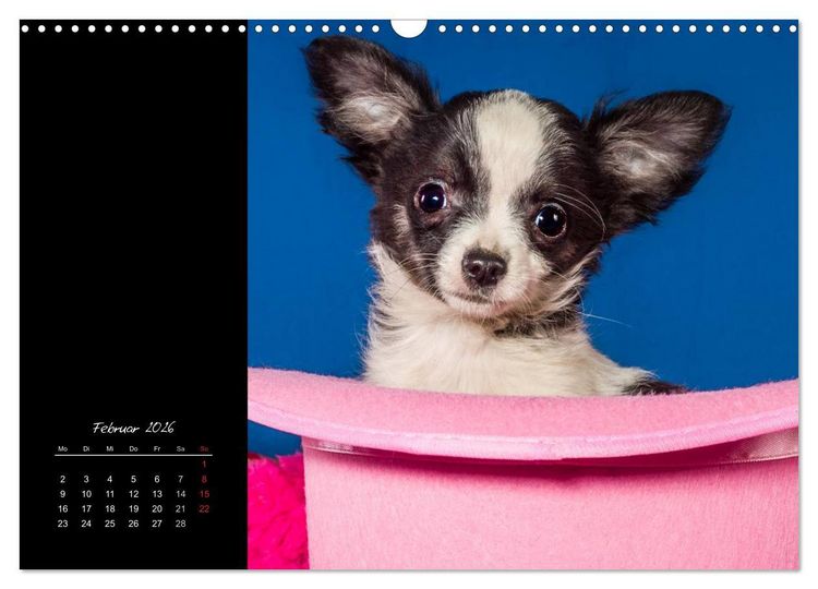 Produktbild: Chihuahua Welpen und Freunde (Wandkalender 2026 DIN A3 quer), CALVENDO Monatskalender