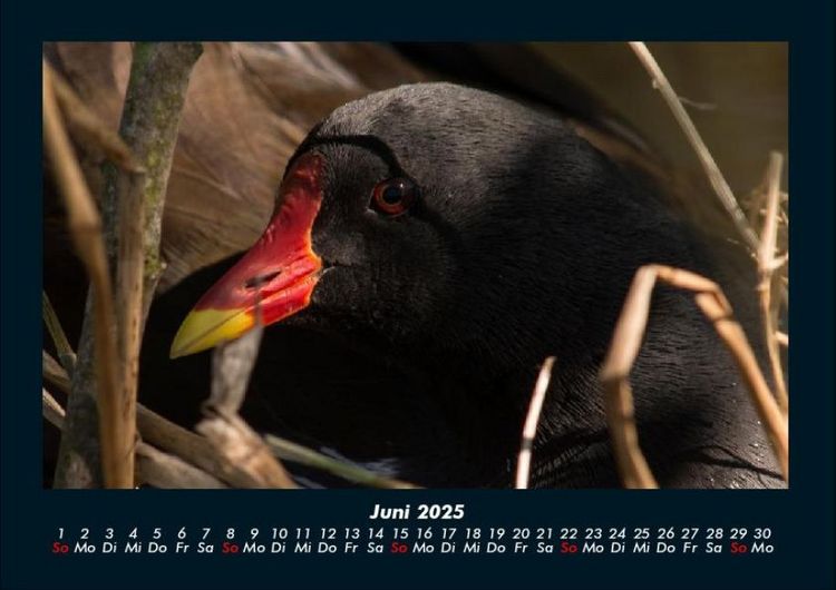 Produktbild: Welt der V&ouml;gel 2025 Fotokalender DIN A4