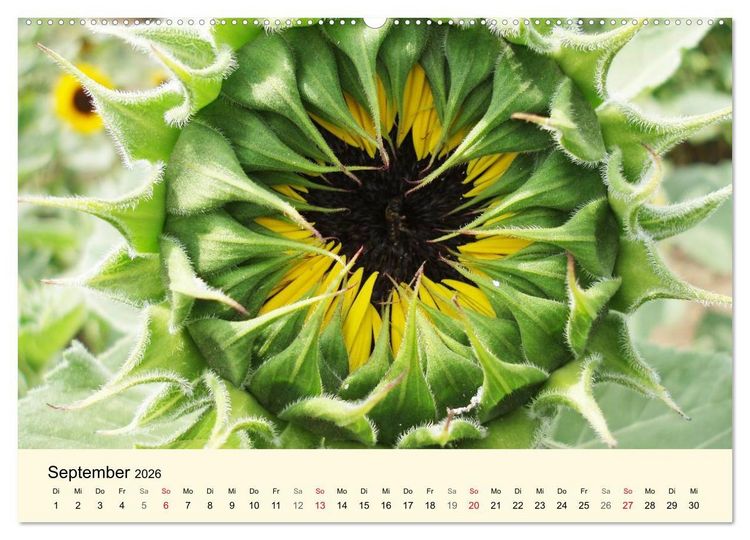 Produktbild: Kraftquelle Gr&uuml;n (Wandkalender 2026 DIN A2 quer), CALVENDO Monatskalender