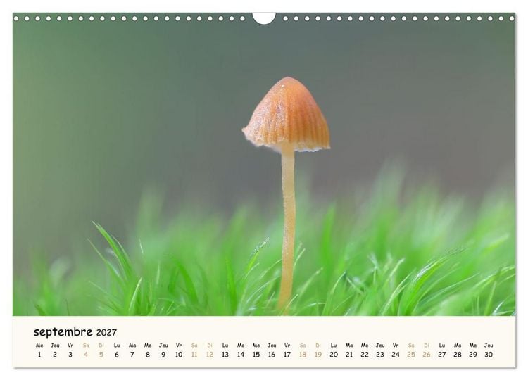 Produktbild: Champignons magiques (Calendrier mural 2027 DIN A3 vertical), CALVENDO calendrier mensuel