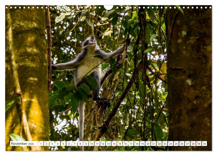 Produktbild: Gunung Leuser Nationalpark Sumatra (Wandkalender 2026 DIN A3 quer), CALVENDO Monatskalender