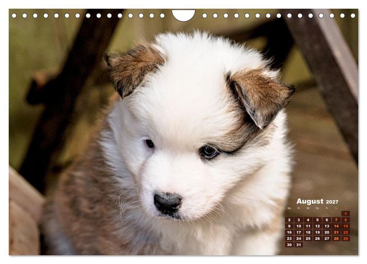Produktbild: Willkommen auf dieser Welt ihr kleinen Islandhunde (Wandkalender 2027 DIN A4 quer), CALVENDO Monatskalender