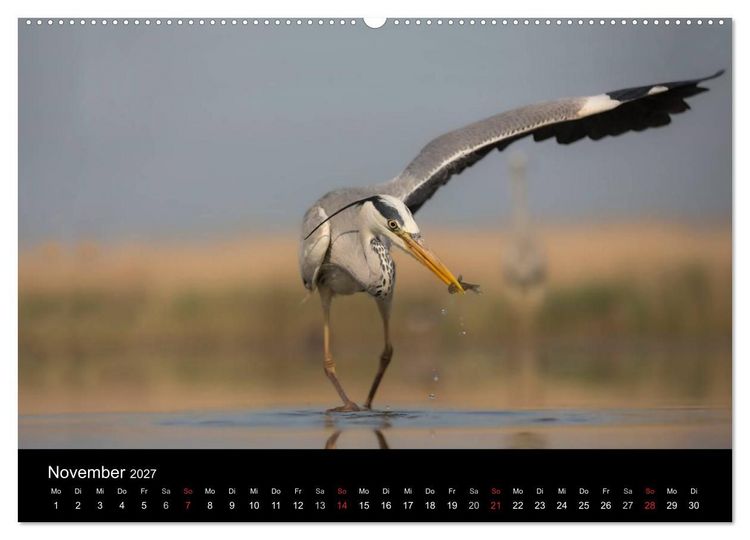 Produktbild: Reiher - Der Tanz auf dem Wasser (Wandkalender 2027 DIN A2 quer), CALVENDO Monatskalender