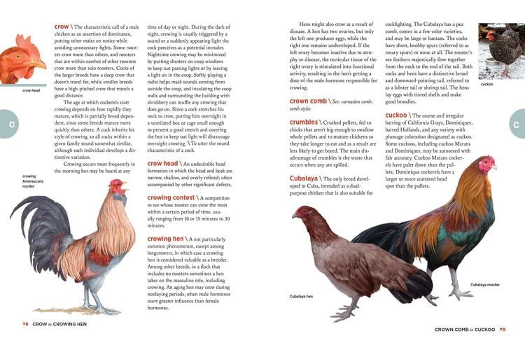 Produktbild: The Chicken Encyclopedia