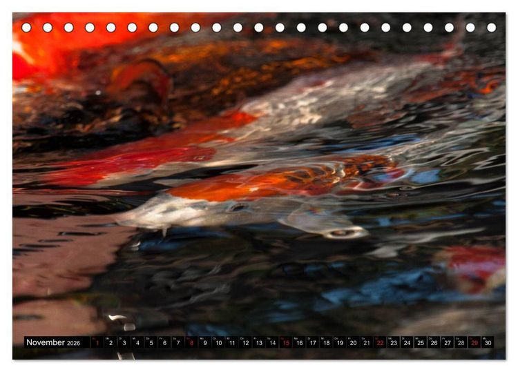 Produktbild: Nishikigoi oder Koi Karpfen (Tischkalender 2026 DIN A5 quer), CALVENDO Monatskalender