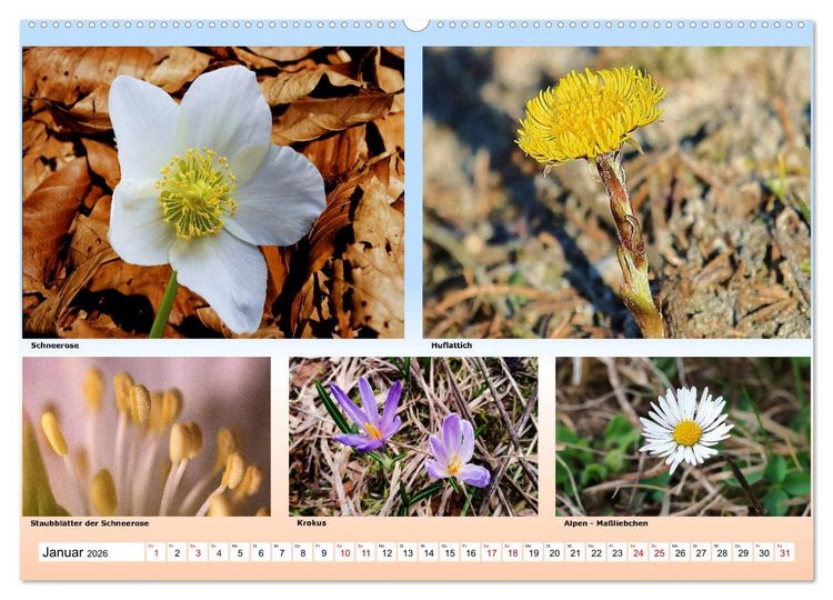 Produktbild: Alpiner Bl&uuml;tenzauber (hochwertiger Premium Wandkalender 2026 DIN A2 quer), Kunstdruck in Hochglanz