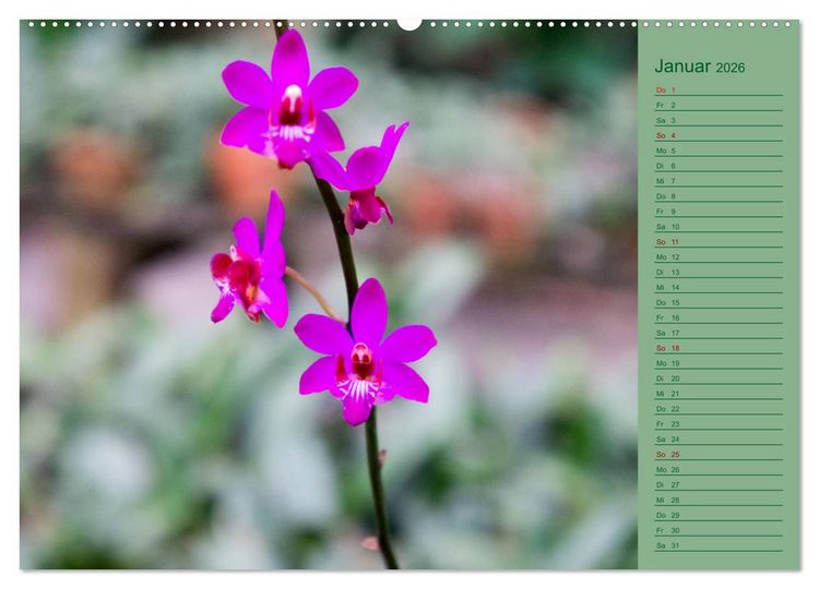 Produktbild: Farbzauber Natur Orchideen - CH Version (Wandkalender 2026 DIN A2 quer), CALVENDO Monatskalender