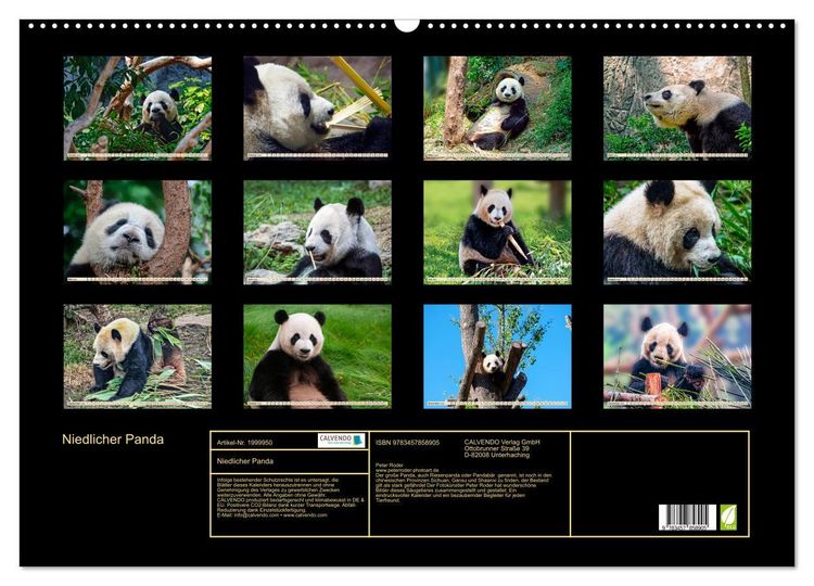 Produktbild: Niedlicher Panda (Wandkalender 2026 DIN A2 quer), CALVENDO Monatskalender