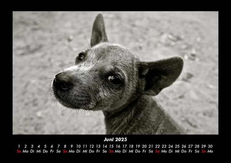 Produktbild: Welpen 2025 Fotokalender DIN A3