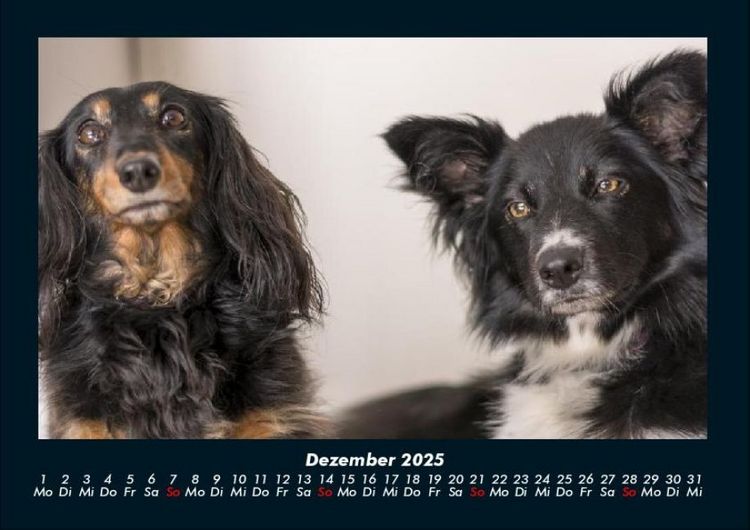 Produktbild: Hundezauber 2025 Fotokalender DIN A4