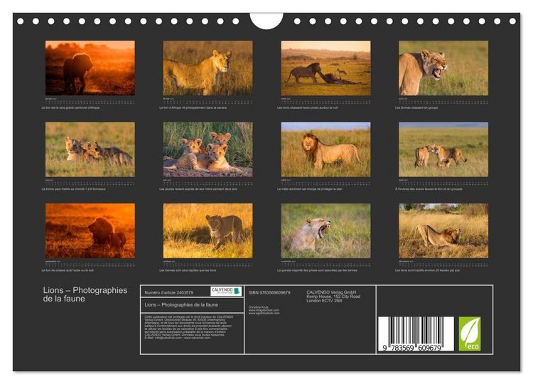 Produktbild: Lions &ndash; Photographies de la faune (Calendrier mural 2027 DIN A4 vertical), CALVENDO calendrier mensuel