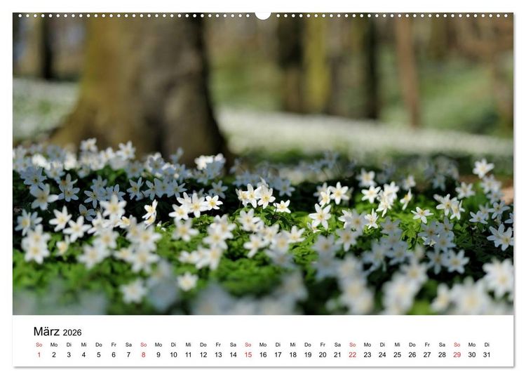 Produktbild: Insel R&uuml;gen Impressionen (Wandkalender 2026 DIN A2 quer), CALVENDO Monatskalender