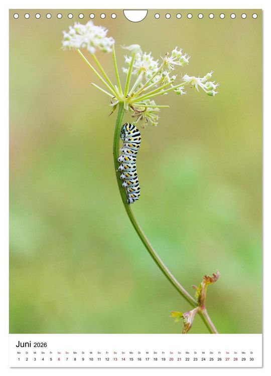 Produktbild: Insekten,Sch&ouml;nheiten der Natur (Wandkalender 2026 DIN A4 hoch), CALVENDO Monatskalender