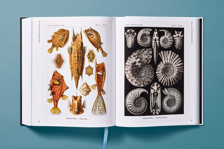 Produktbild: The Art and Science of Ernst Haeckel
