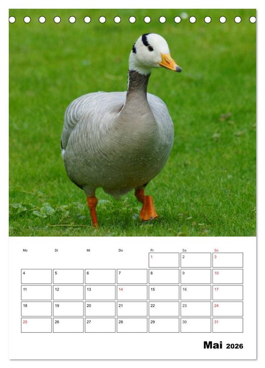 Produktbild: Gl&uuml;ckliche G&auml;nse (Tischkalender 2026 DIN A5 hoch), CALVENDO Monatskalender
