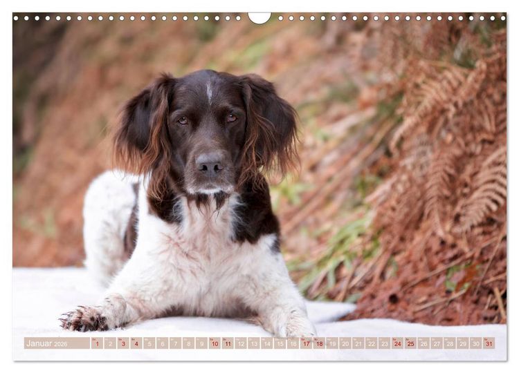 Produktbild: Passion Jagdhund - Kleiner M&uuml;nsterl&auml;nder (Wandkalender 2026 DIN A3 quer), CALVENDO Monatskalender
