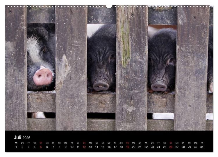 Produktbild: Schweinereien (Wandkalender 2026 DIN A2 quer), CALVENDO Monatskalender