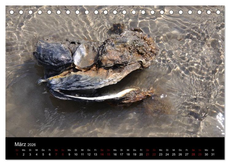 Produktbild: Marina Guide's Segelimpressionen 2026 (Tischkalender 2026 DIN A5 quer), CALVENDO Monatskalender